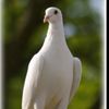 White Doves Socal, White Paloma Service.